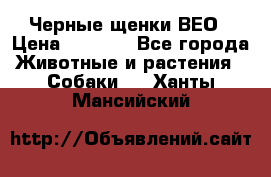 Черные щенки ВЕО › Цена ­ 5 000 - Все города Животные и растения » Собаки   . Ханты-Мансийский